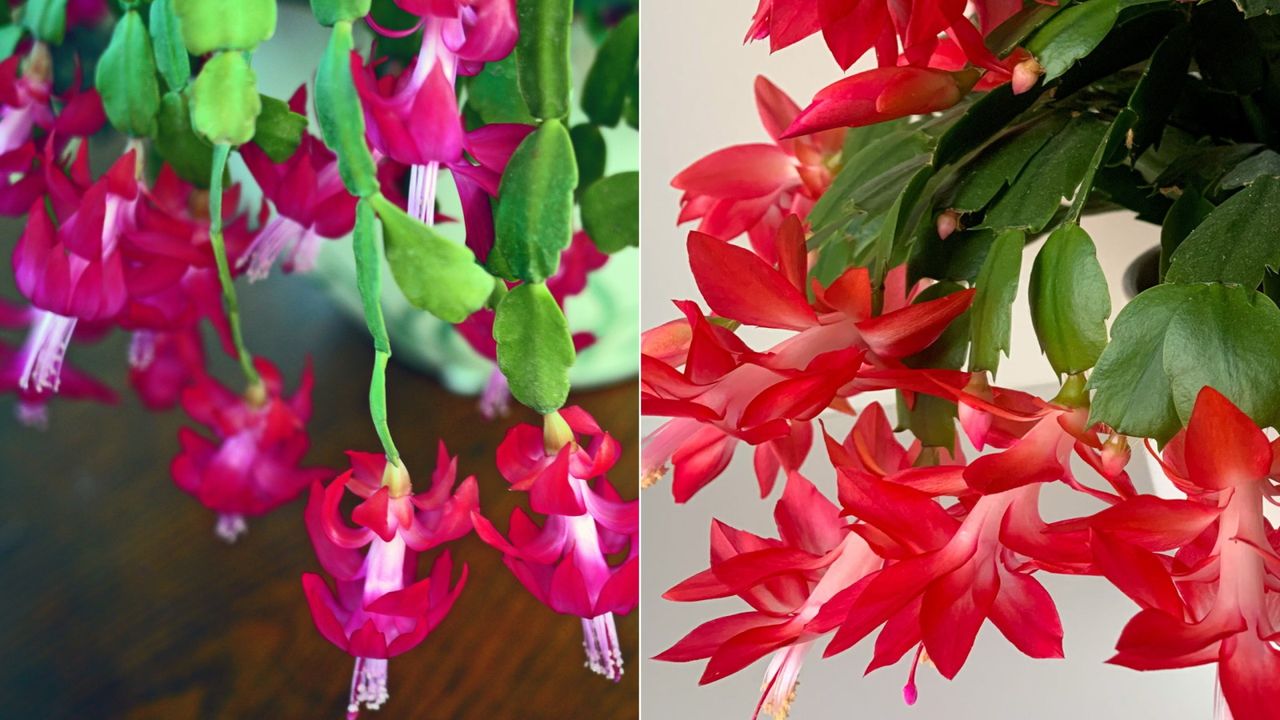 Thanksgiving vs Christmas cactus