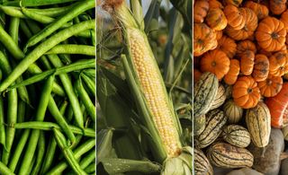 Pole beans (L), sweetcorn (M) & squash (R)