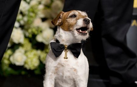 famous jack russell terriers