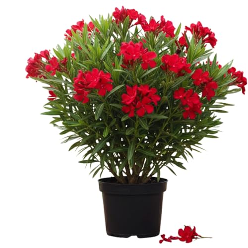 Oleander Plants Live, 2 Small Plants, Live Oleander Flower Plants, Tropical Plant Live Shrub Garden (red)