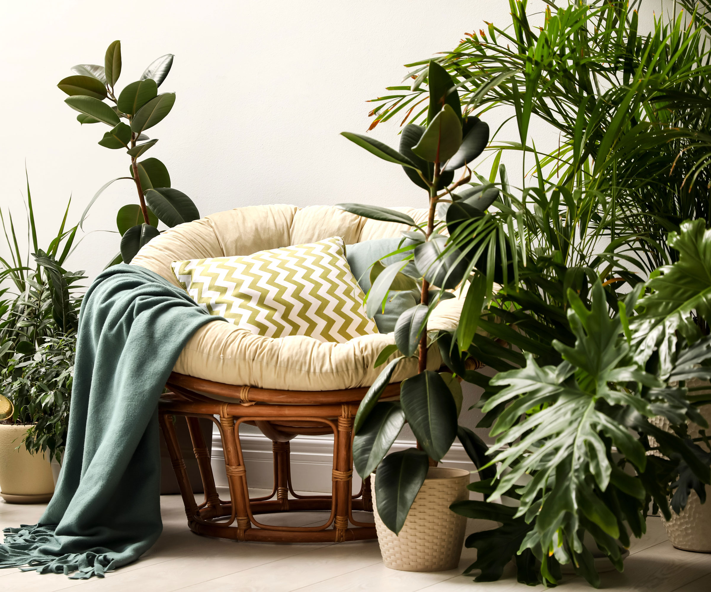 houseplants of different sizes in living room with white chair and green blanket