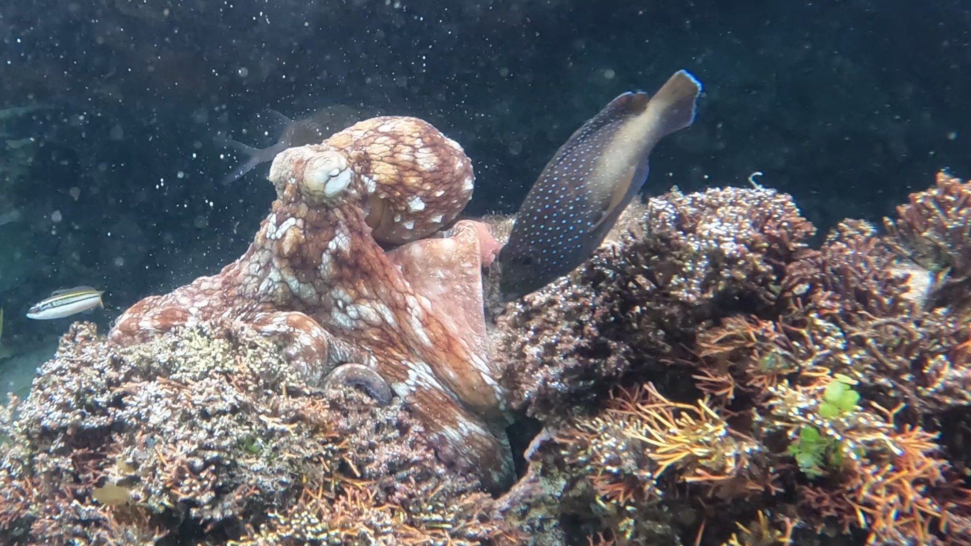 A view of a reef with a large red and white octopus on top next to a spotted fish
