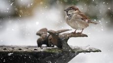 Bird bath in winter with a sparrow