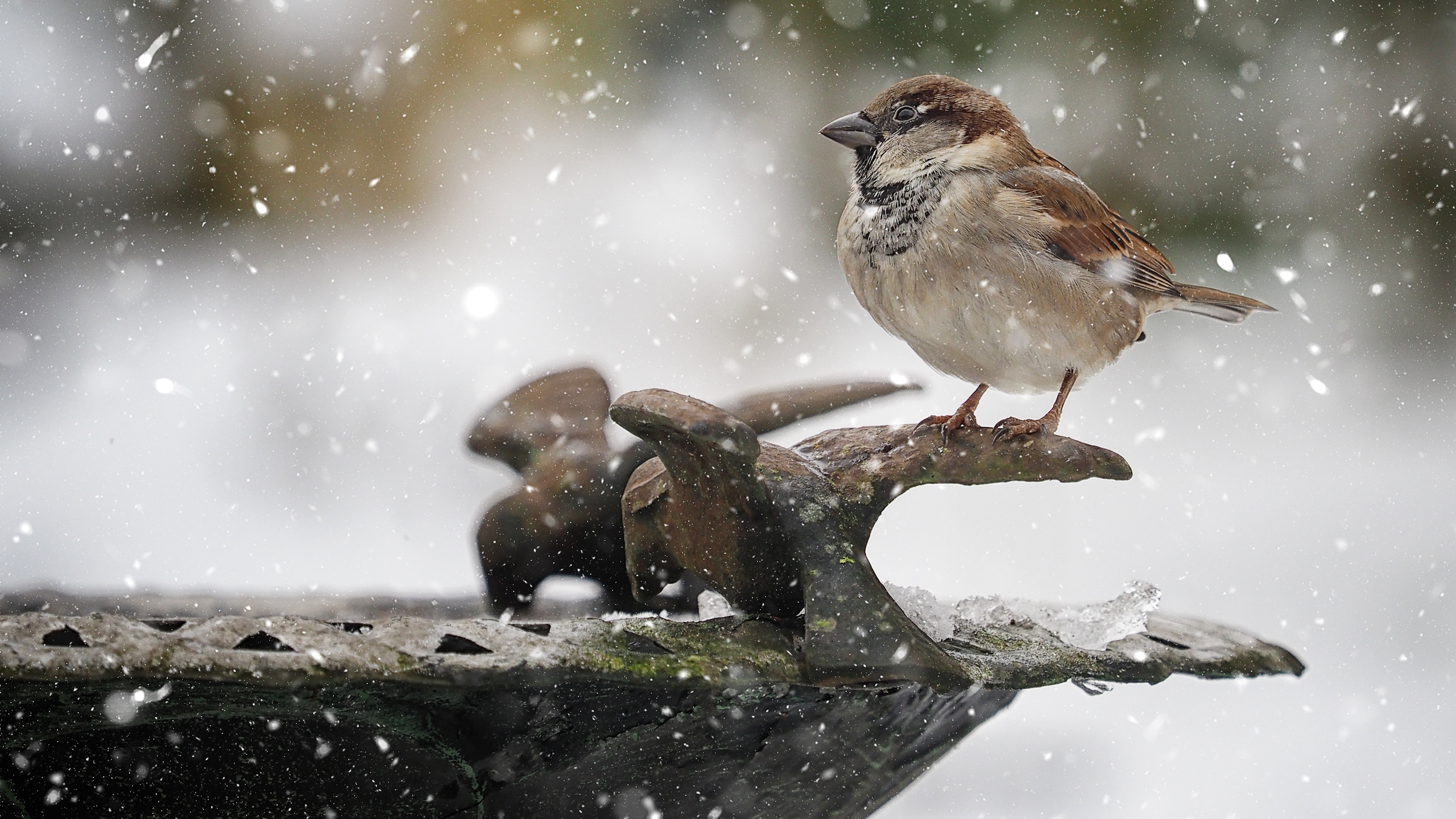 Bird bath in winter with a sparrow
