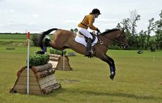 8082k-copyWebHorseHound.jpg