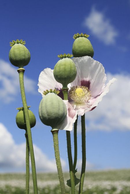 Opium Poppies