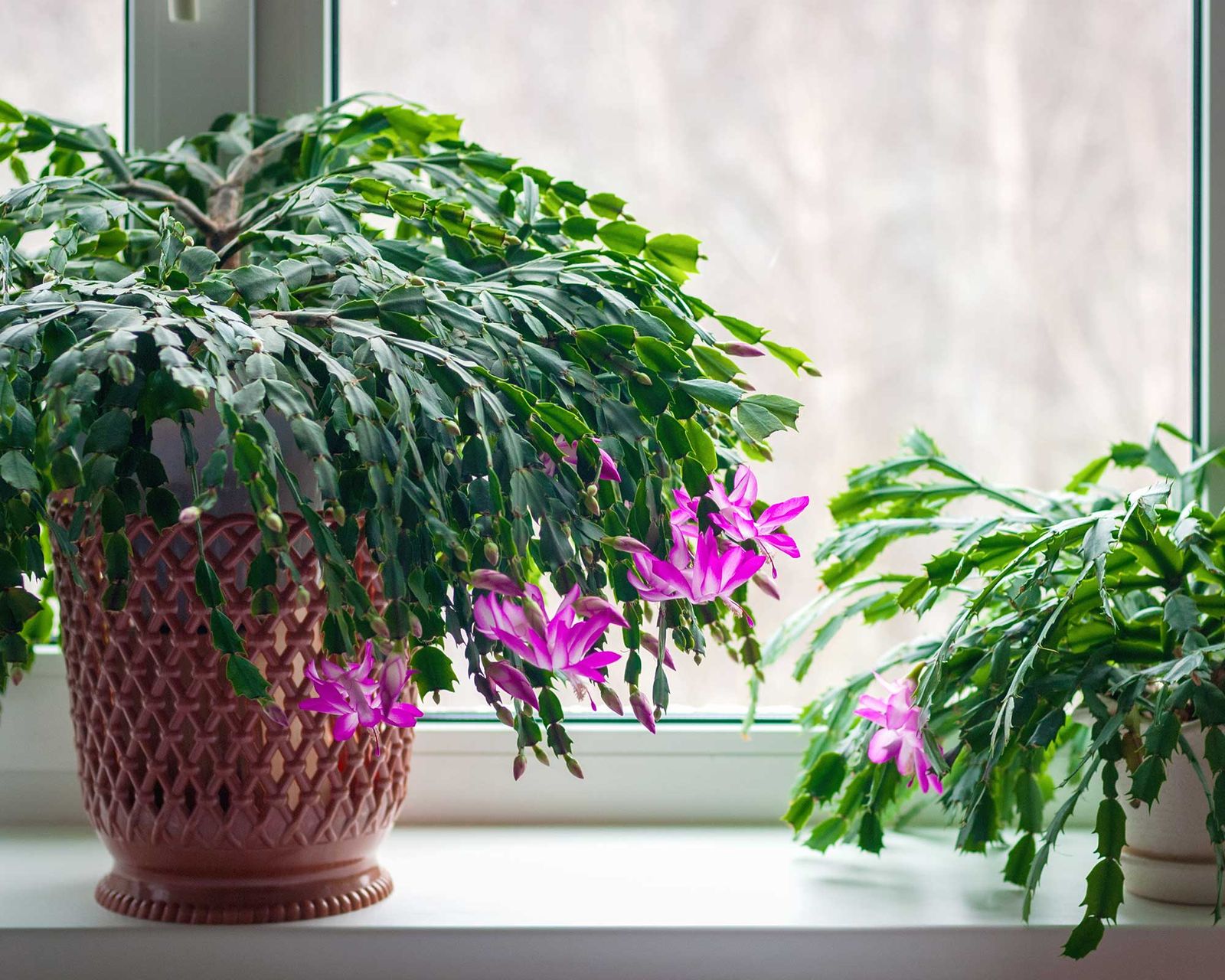 Christmas cactus watering tips essential advice Gardeningetc