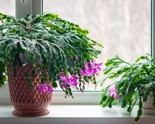 christmas cactus plants on window sill