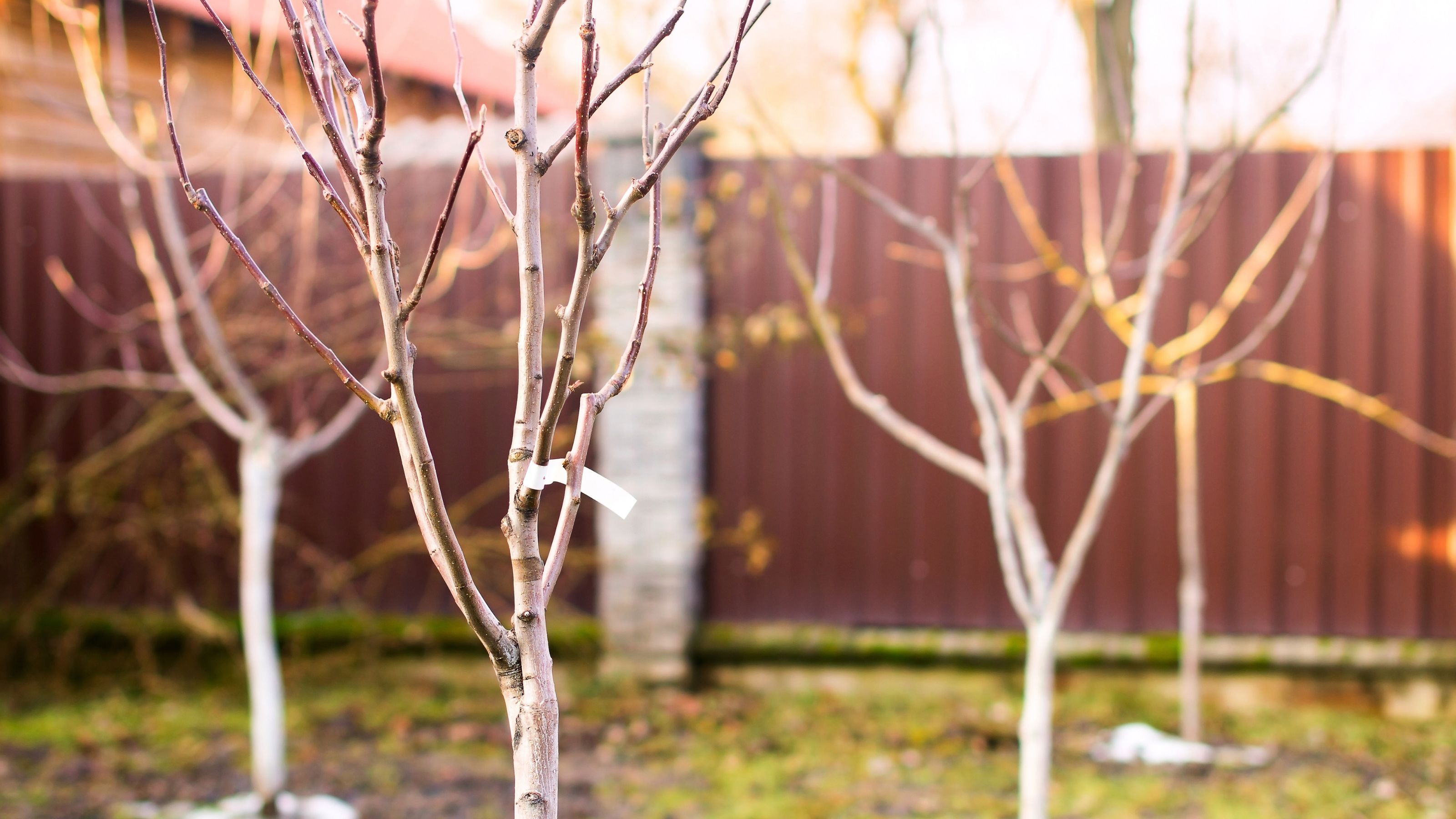 Young trees in garden