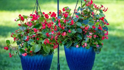 Red begonias planted in hanging baskets