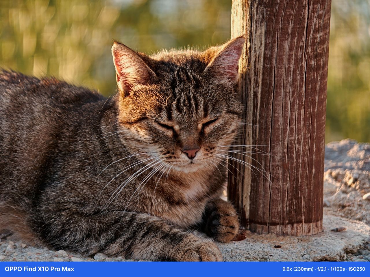 Camera Sample Captured on the Oppo Find X10 Pro Max with the 400mm teleconverter kit attached
