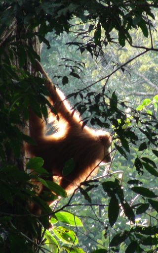 Orangutan climbing down a tree after a good night's rest.