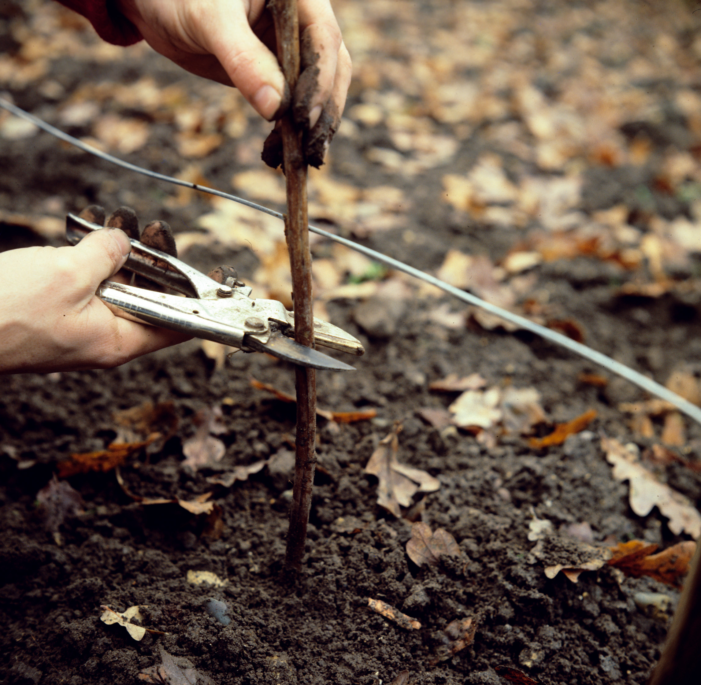 Pruning Raspberries: When And How To Do It | Gardeningetc