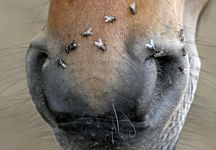 flies.jpg