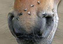 flies.jpg