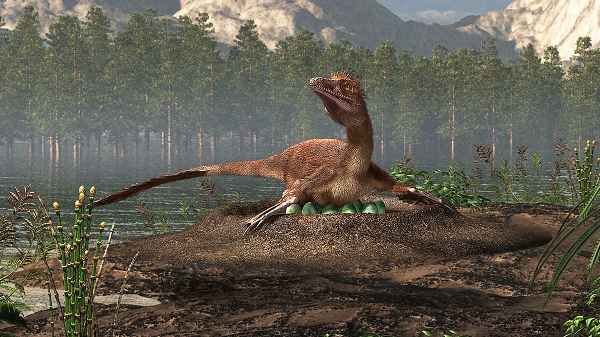 Clever, birdlike dinosaurs that lived 74 million years ago got cozy in