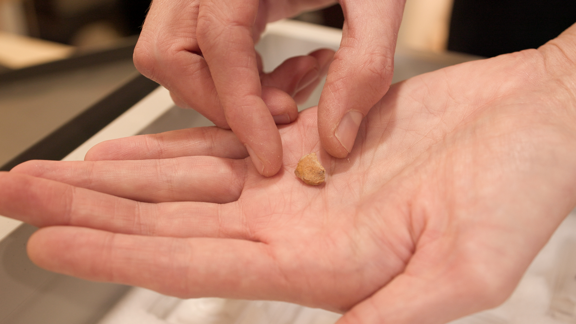 a person with light skin holds half a Neanderthal tooth in their open palm