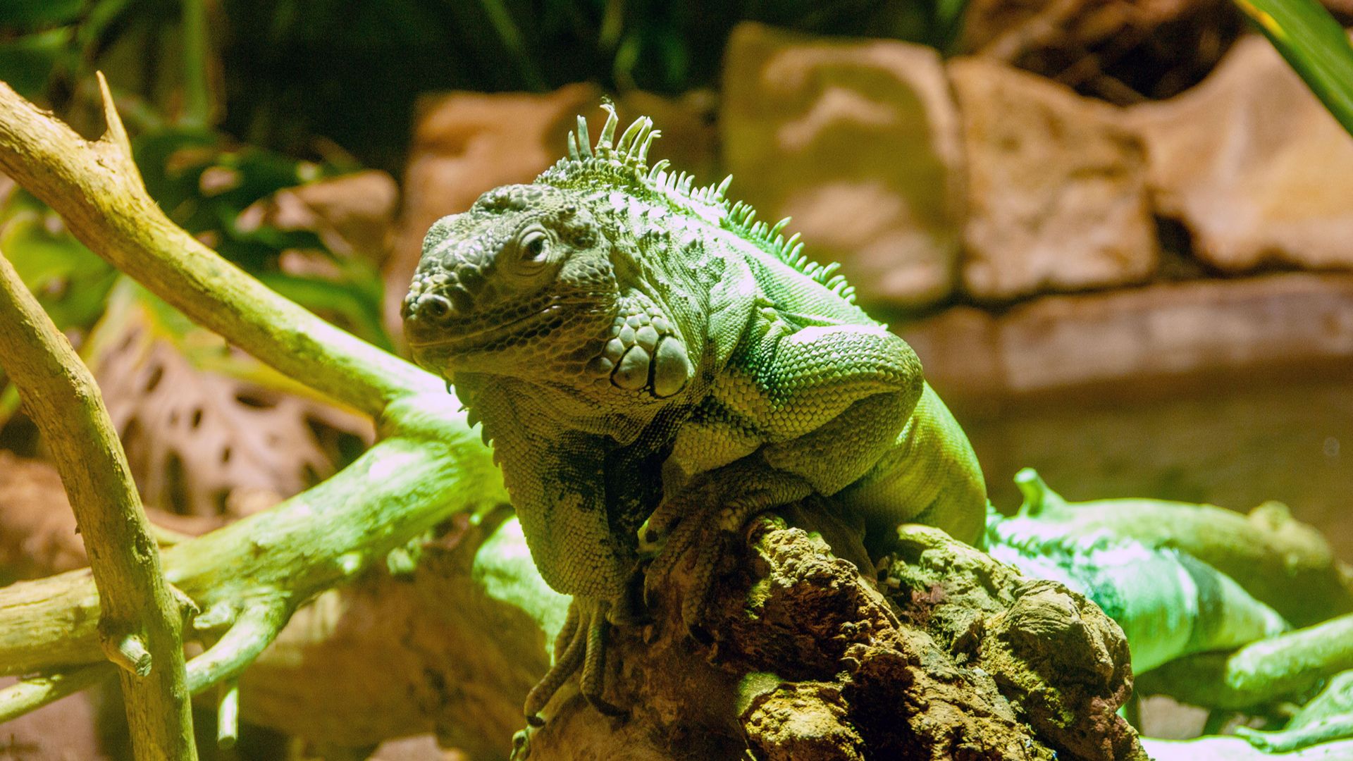 green iguana basking in his tank