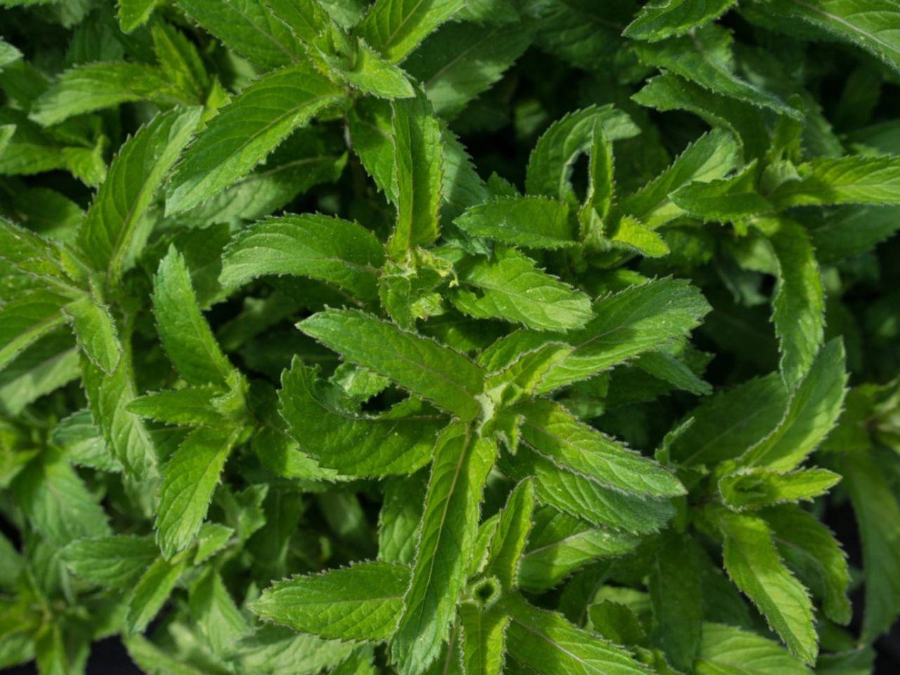 Orange Mint Herbs