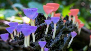 a selection of bright mushrooms growing on a log