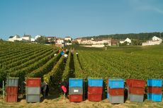 Champagne 2011 harvest