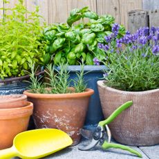Potted herb plants and pruners