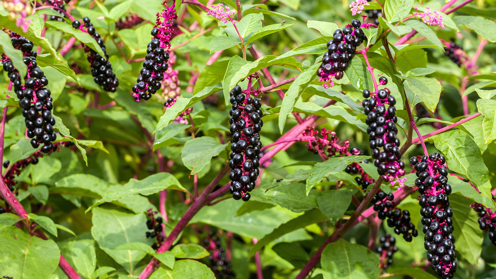 American Pokeweed Phytolacca americana