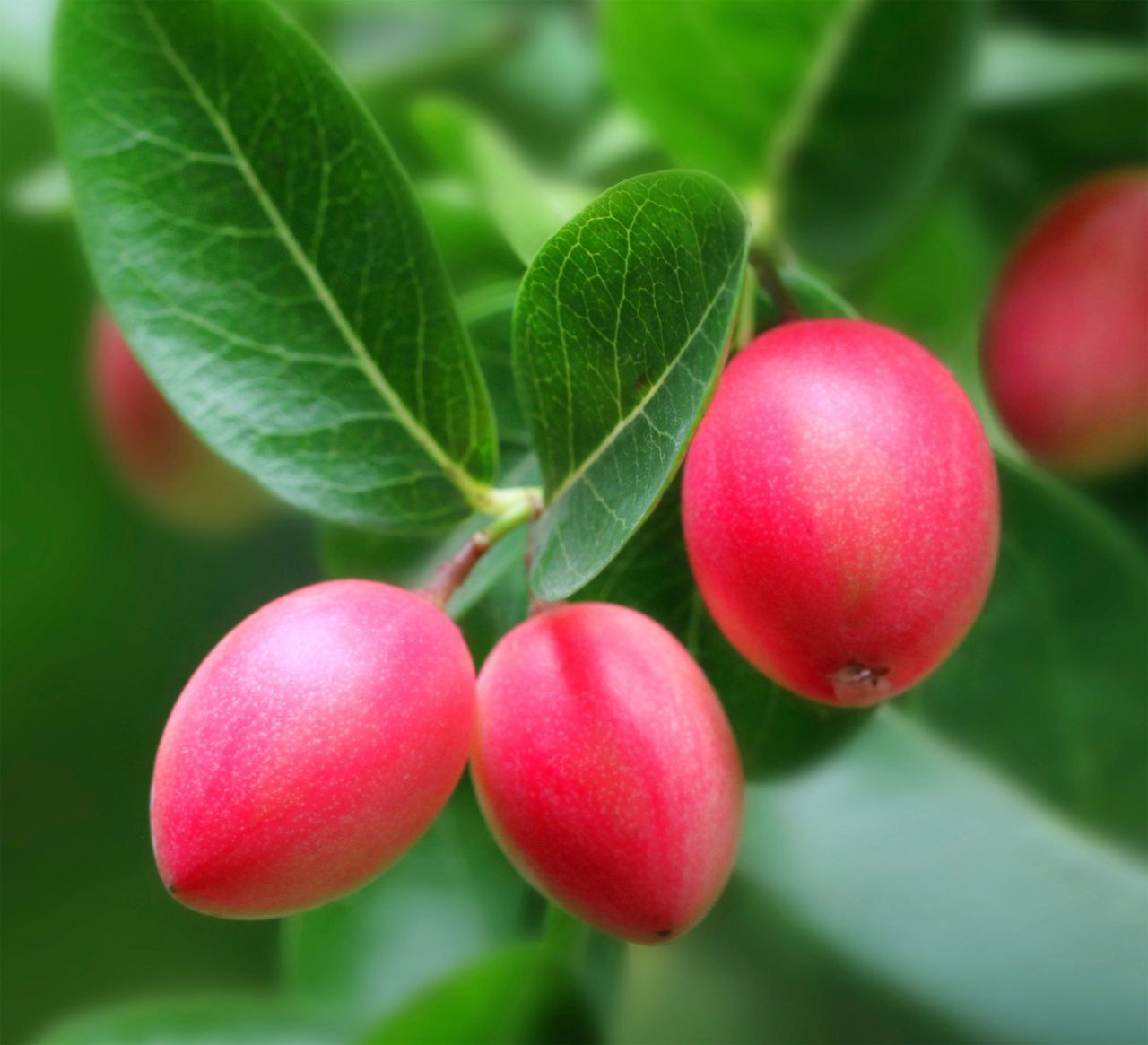 Carissa Natal Plum Shrub