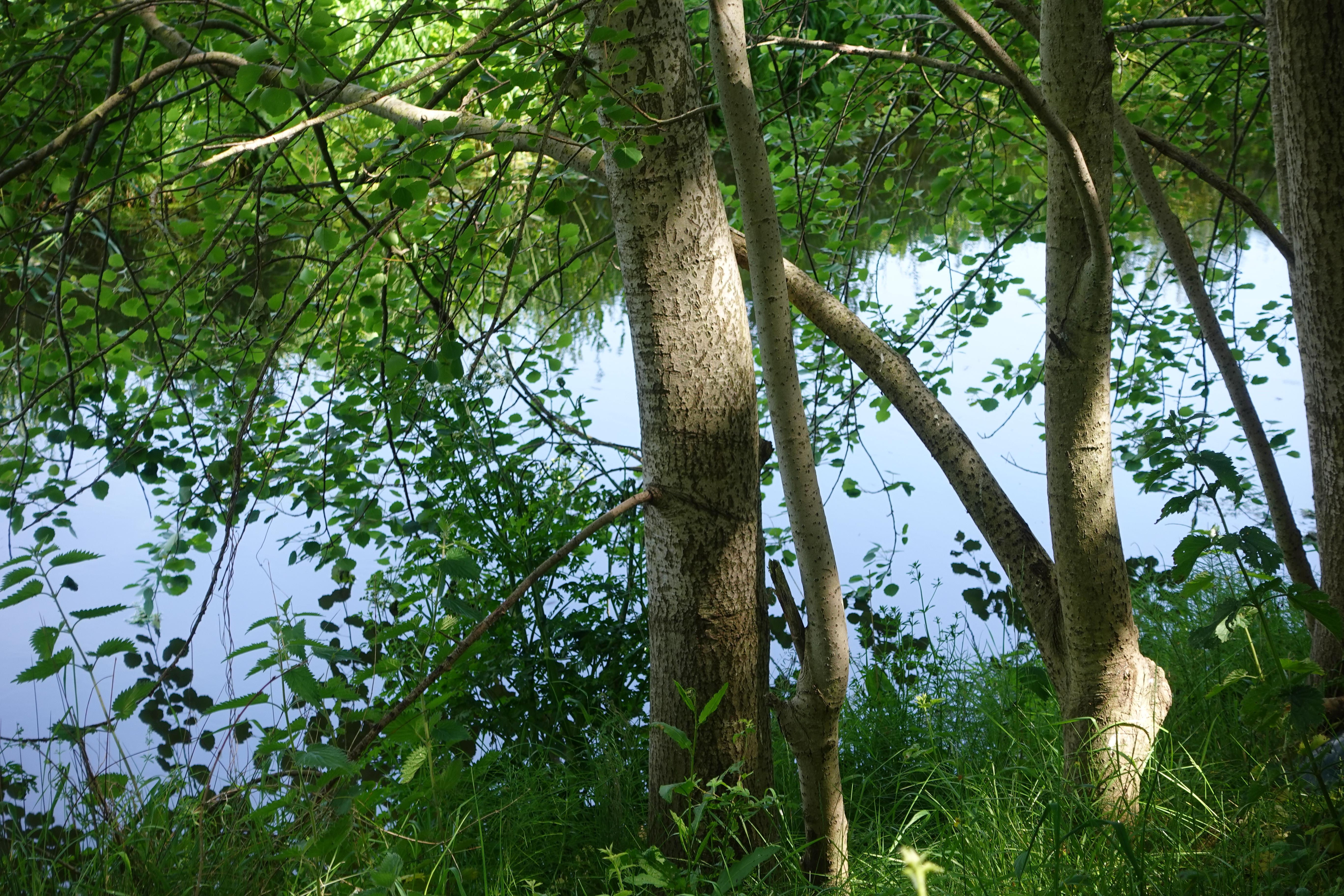 trees reflected in water
