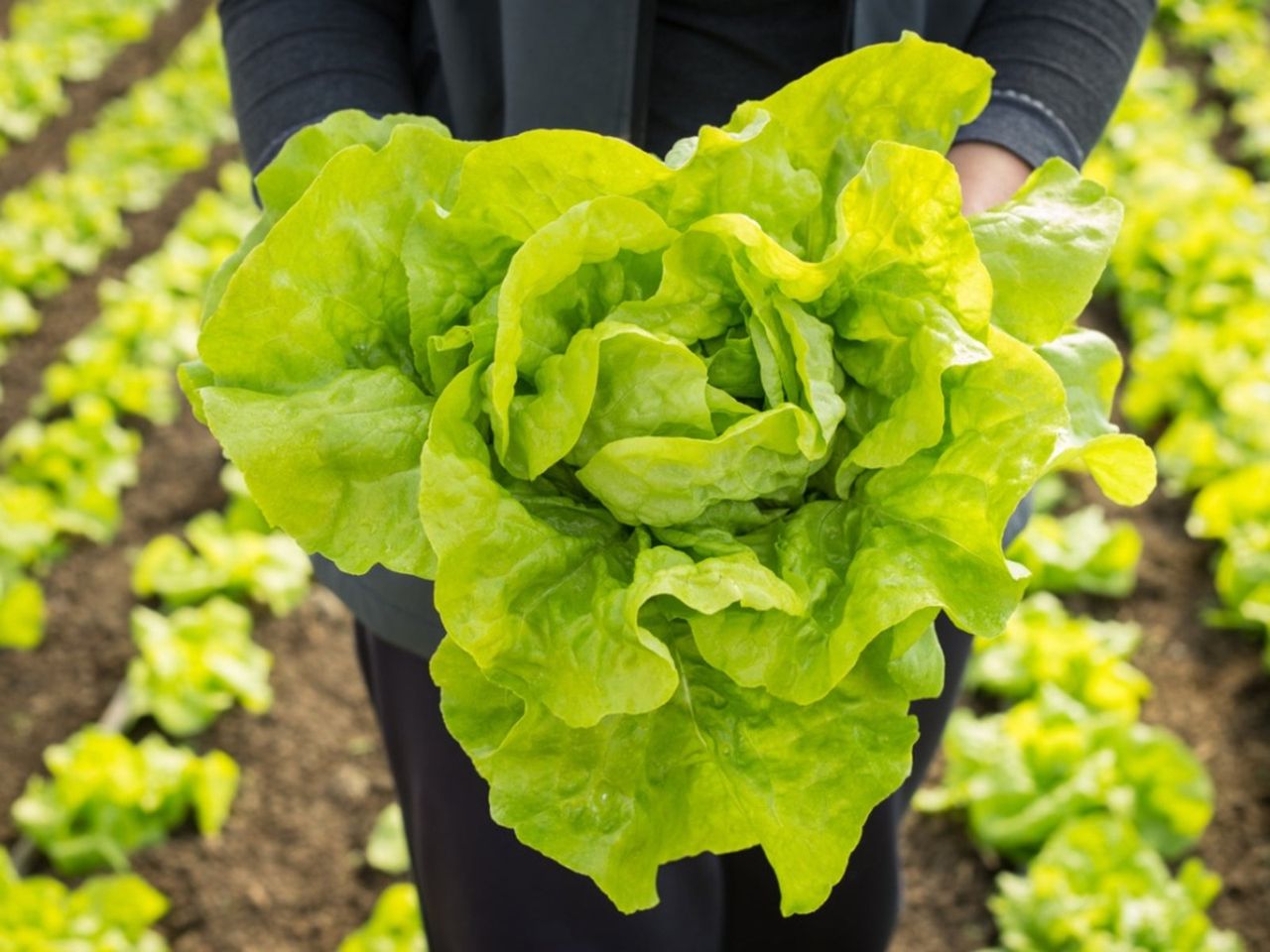 Harvested Lettuce Head In The Garden