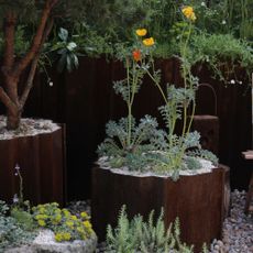 Corten steel planters at RHS Chelsea Flower Show