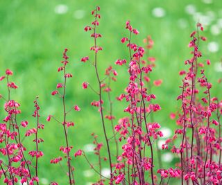 coral bells flowers against a grassy background