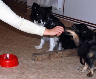 The subject is following closely that the partner is receiving a food reward for its action.