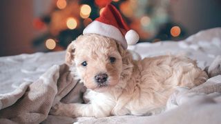 Dog wearing a Christmas hat in front of a Christmas tree