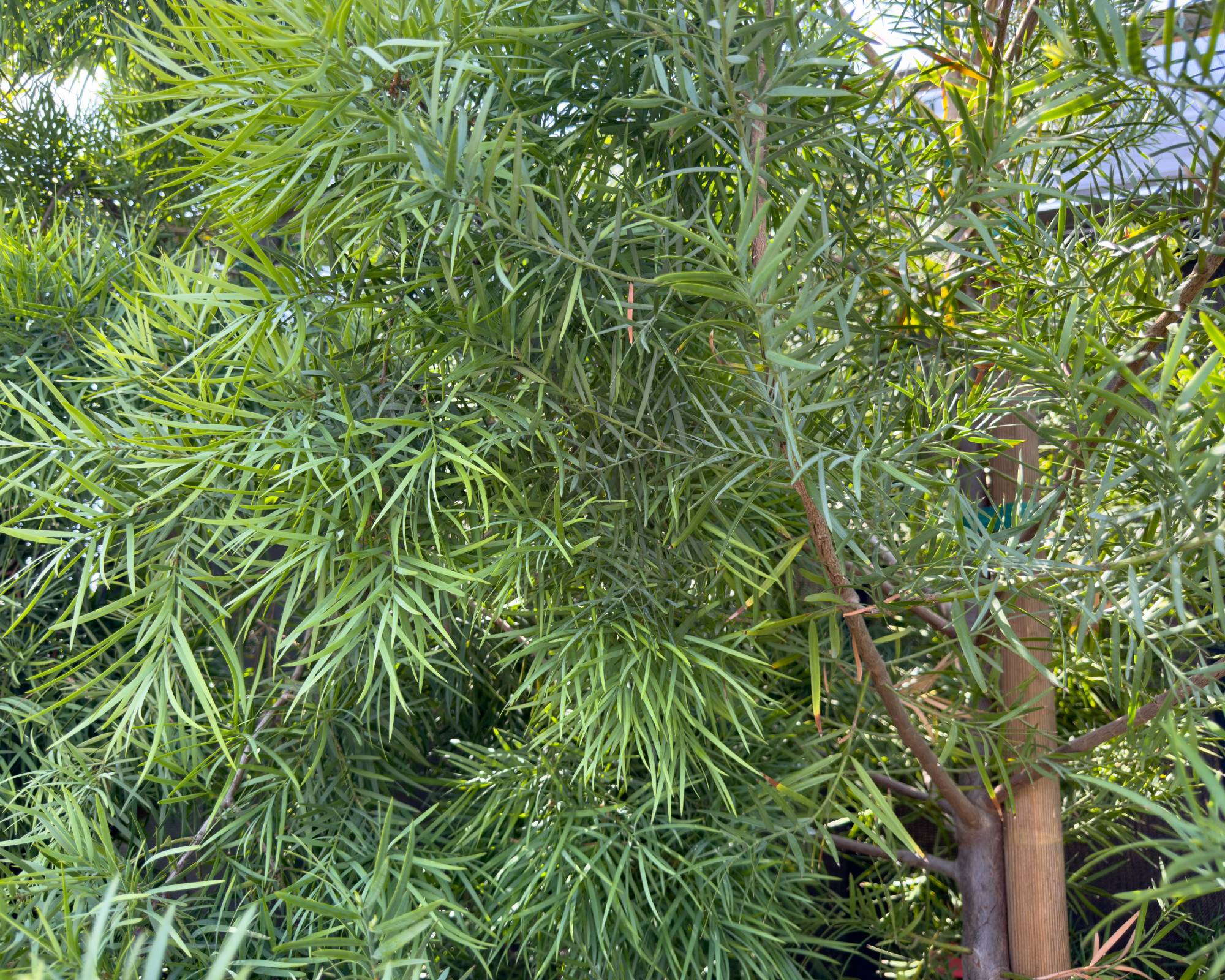 African fern tree - fern podocarpus