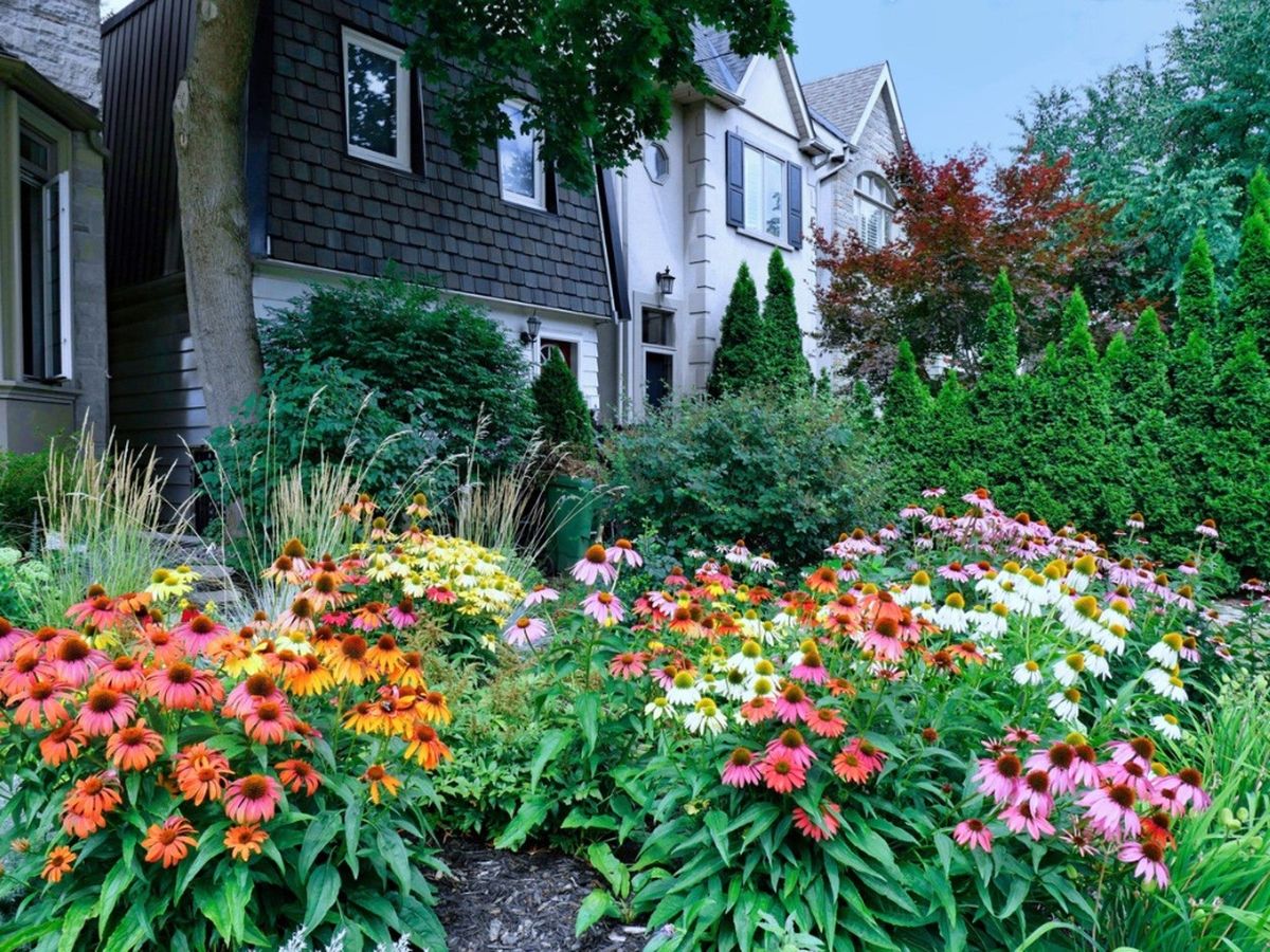 Best Northeast Ground Cover And Lawn Alternatives Gardening Know How