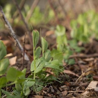 Young pea plants growing next to wooden trellis in garden