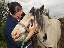 Rescued-horse.jpg