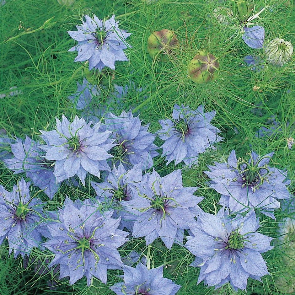 12 easy flowers to grow in pots, in the garden or inside your home