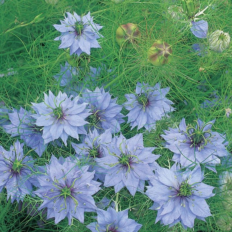 12 easy flowers to grow in pots, in the garden or inside your home