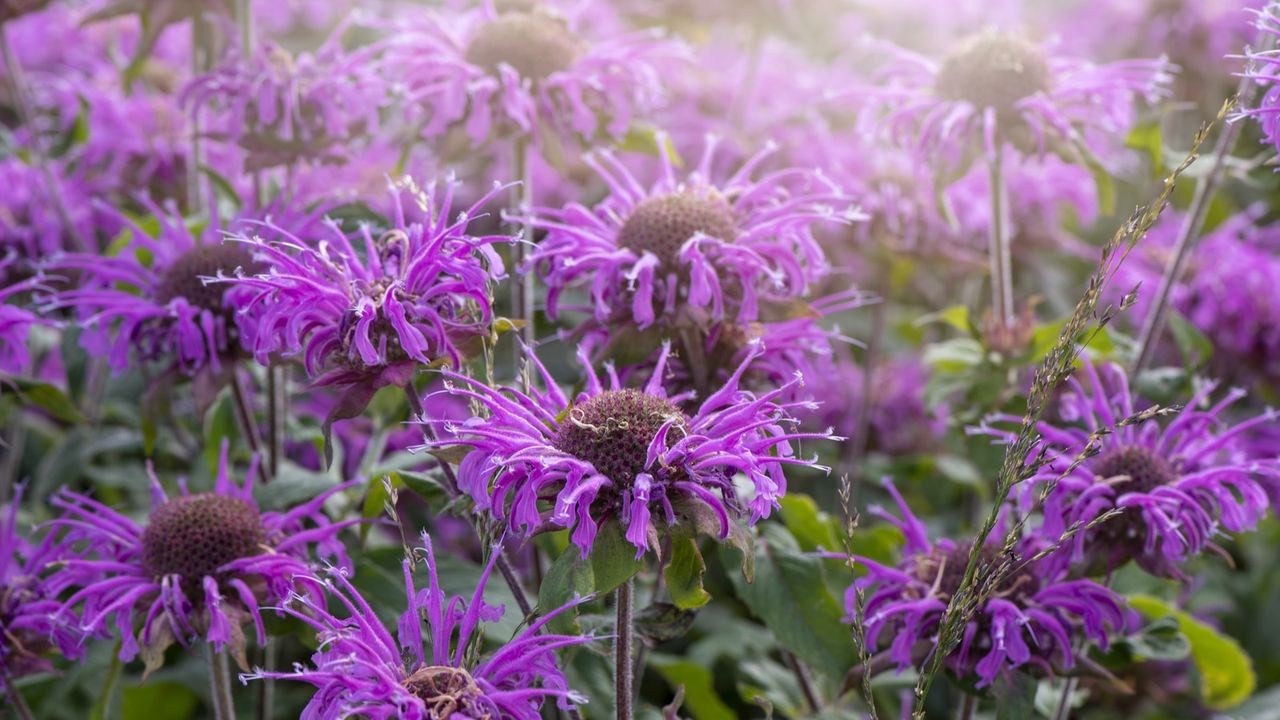 Monarda &#039;Balmy Purple&#039; summer flowers