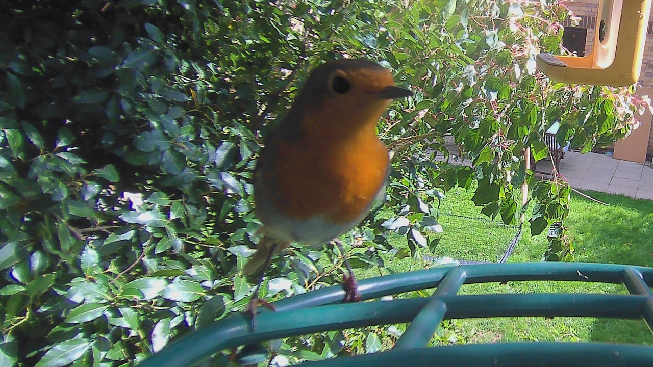Sample images from the Kiwibit Beako birdfeeder