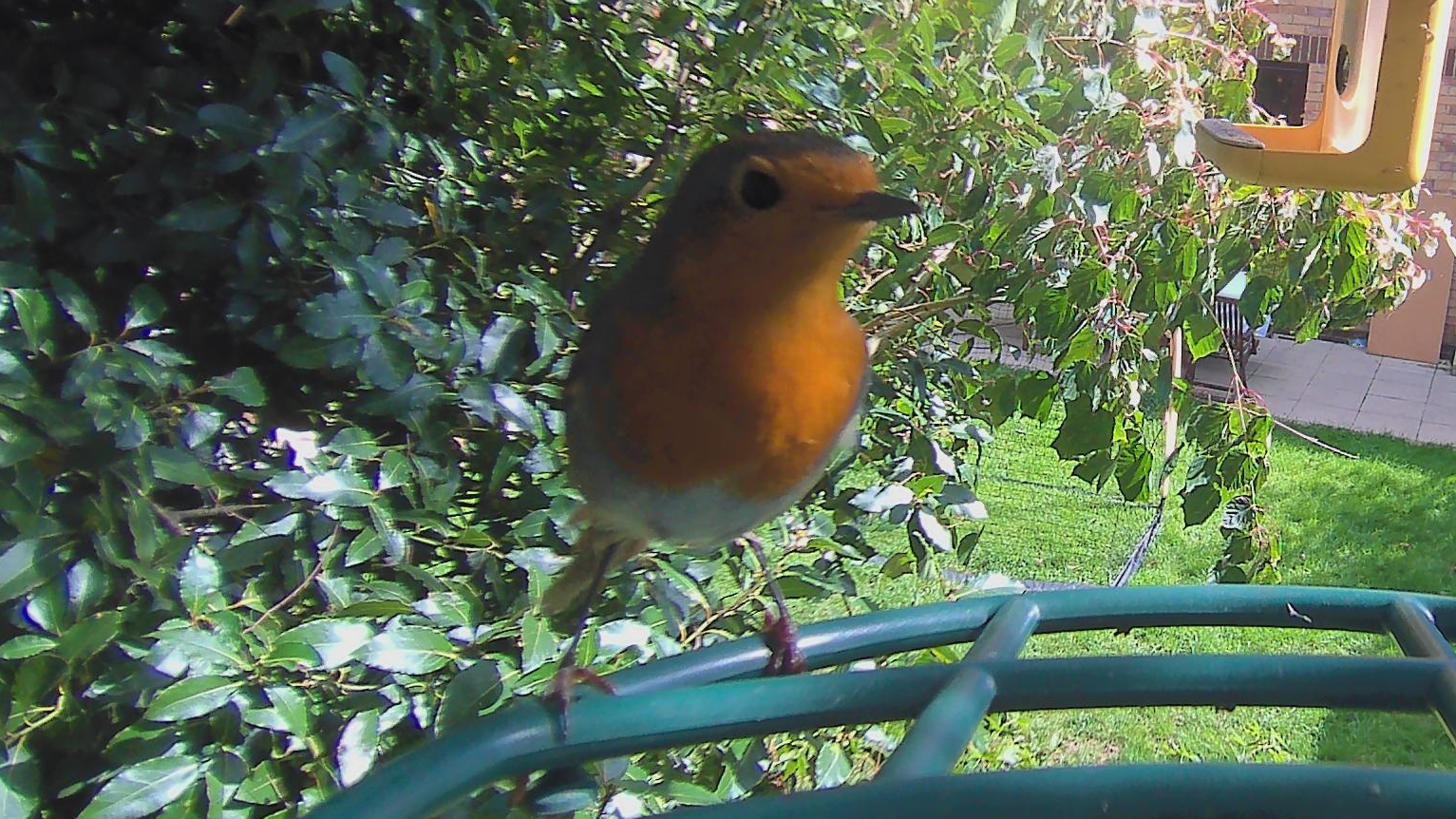Sample images from the Kiwibit Beako birdfeeder