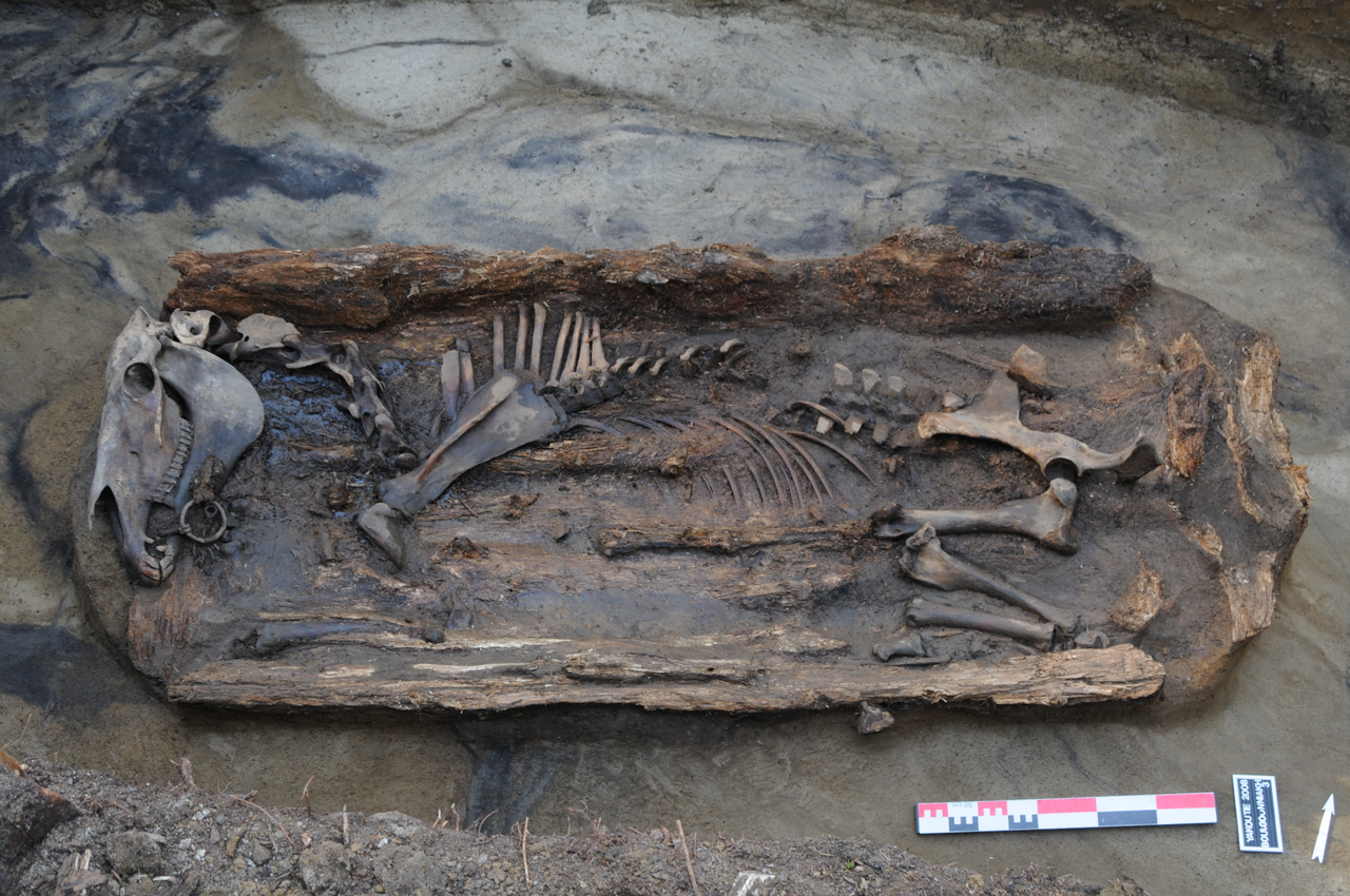 images of artifacts preserved in permafrost