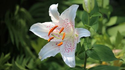 White lily in closeup in yard