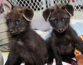 maned wolf pups