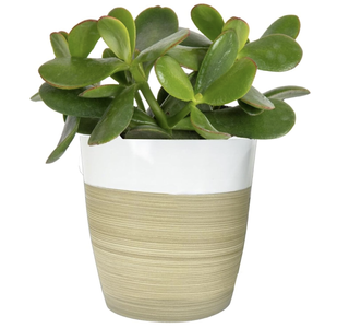 jade plant in a brown pot