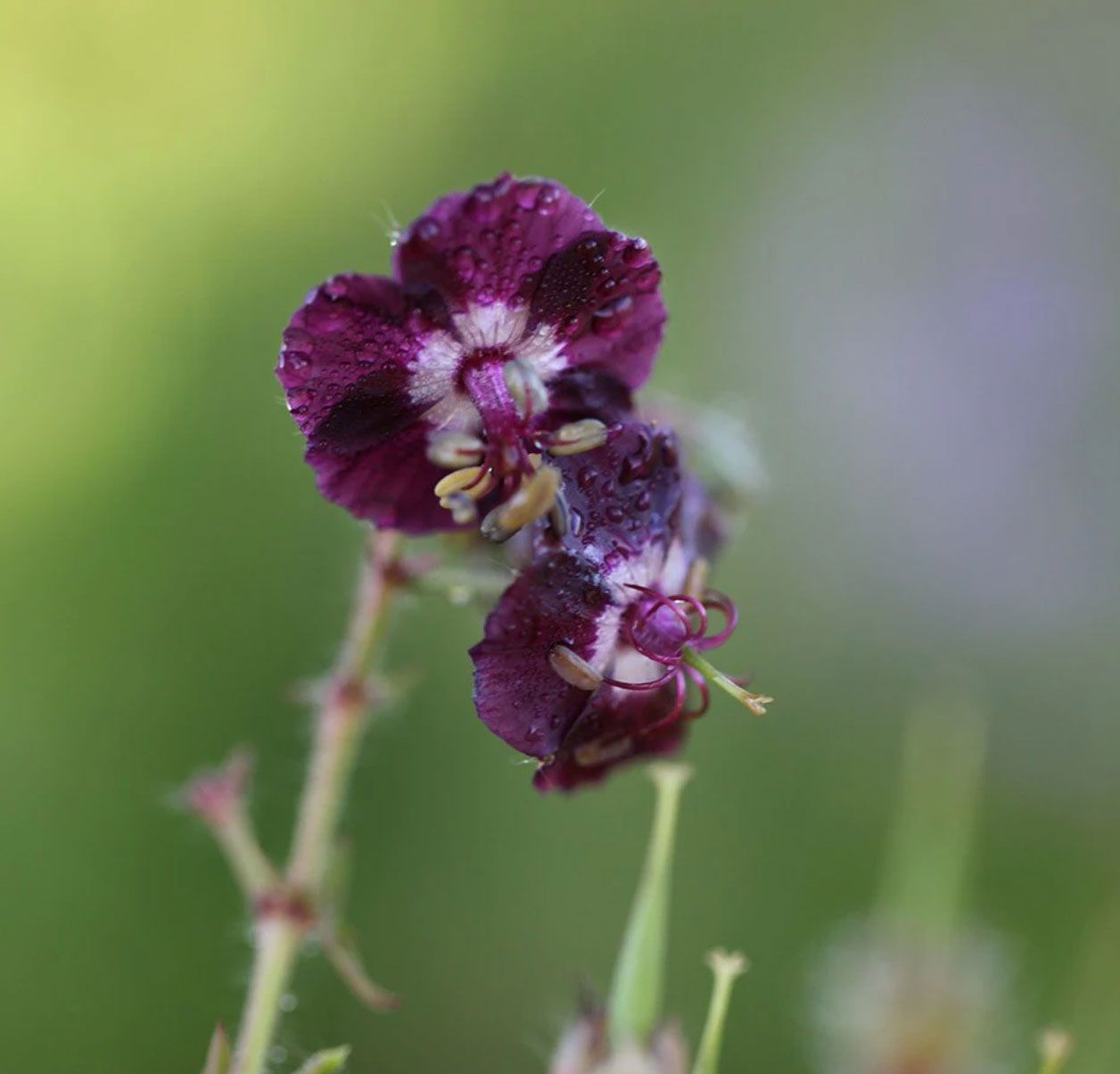Cottage garden plants - dusky cranesbill