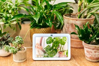 An Amazon Echo show displaying a houseplant picture and surrounded by real houseplants