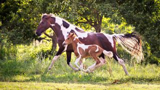 Paso fino pinto mare and foal